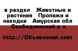  в раздел : Животные и растения » Пропажи и находки . Амурская обл.,Свободненский р-н